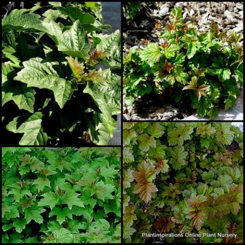 Viburnum Onondaga x 1 Plant Sargent Ornamental Maple Leaves Pink Flowering Shrubs Hedge Hedging Deciduous Cottage Garden opulus sargentii